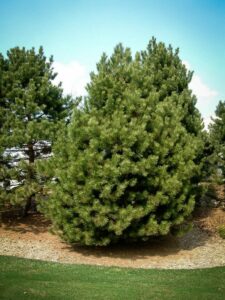 Сосна Чёрная (Pinus Nigra) купить по цене от 270.00р. в интернет-магазине «Посадика» с доставкой почтой в в Красное Селое и по всей России – [изображение №1].