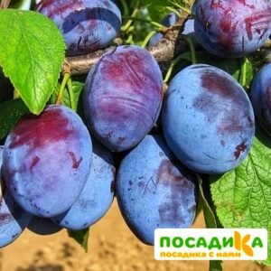 Слива Чачакская ранняя купить по цене от 229.00р. в интернет-магазине «Посадика» с доставкой почтой в в Красное Селое и по всей России – [изображение №1].