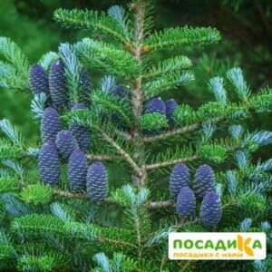 Пихта корейская (Abies koreana) купить по цене от 450.00р. в интернет-магазине «Посадика» с доставкой почтой в в Красное Селое и по всей России – [изображение №1].