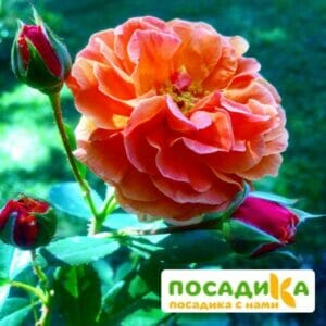 Роза Арабия купить по цене от 350.00р. в интернет-магазине «Посадика» с доставкой почтой в в Красное Селое и по всей России – [изображение №1].