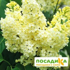 Сирень Примроуз (Primrose) купить по цене от 529.00р. в интернет-магазине «Посадика» с доставкой почтой в в Красное Селое и по всей России – [изображение №1].