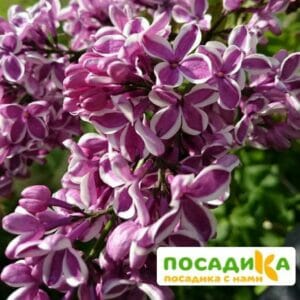 Сирень Сенсация купить по цене от 529.00р. в интернет-магазине «Посадика» с доставкой почтой в в Красное Селое и по всей России – [изображение №1].