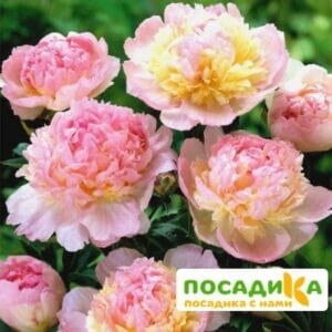 Пион Распберри Сандей (Paeonia Raspberry Sundae) купить по цене от 959р. в интернет-магазине «Посадика» с доставкой почтой в в Красное Селое и по всей России – [изображение №1].