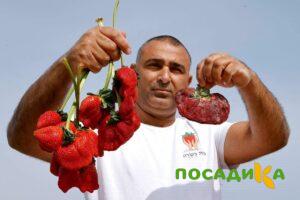 Клубника Гигант Джорнея купить по цене от 266р. в интернет-магазине «Посадика» с доставкой почтой в в Красное Селое и по всей России – [изображение №1].