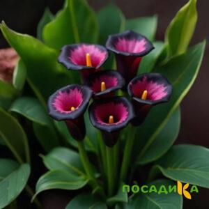 Калла Аура Лейс купить по цене от 400р. в интернет-магазине «Посадика» с доставкой почтой в в Красное Селое и по всей России – [изображение №1].