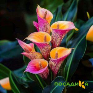 Калла Оникс купить по цене от 450р. в интернет-магазине «Посадика» с доставкой почтой в в Красное Селое и по всей России – [изображение №1].