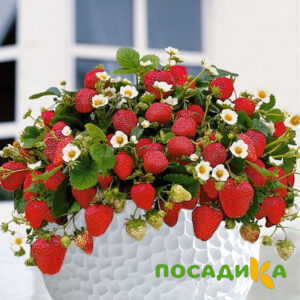 Клубника Рубиновый Шепот (горшечная) купить по цене от 240р. в интернет-магазине «Посадика» с доставкой почтой в в Красное Селое и по всей России – [изображение №1].
