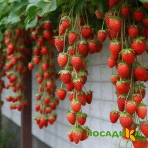 Клубника вьющаяся Комплимент купить по цене от 470р. в интернет-магазине «Посадика» с доставкой почтой в в Красное Селое и по всей России – [изображение №1].