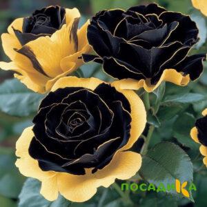 Роза Ханни Сикл купить по цене от 700р. в интернет-магазине «Посадика» с доставкой почтой в в Красное Селое и по всей России – [изображение №1].