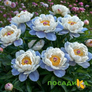 Пион акварельный Этюд купить по цене от 806р. в интернет-магазине «Посадика» с доставкой почтой в в Красное Селое и по всей России – [изображение №1].