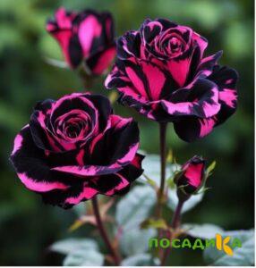 Роза Багровый Шепот купить по цене от 366р. в интернет-магазине «Посадика» с доставкой почтой в в Красное Селое и по всей России – [изображение №1].