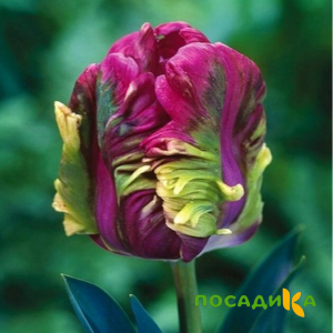 Тюльпан Экзотик Хэвен купить по цене от 186р. в интернет-магазине «Посадика» с доставкой почтой в в Красное Селое и по всей России – [изображение №1].