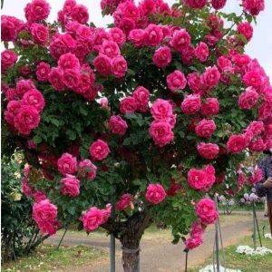 Роза Версаля купить по цене от 232р. в интернет-магазине «Посадика» с доставкой почтой в в Красное Селое и по всей России – [изображение №1].