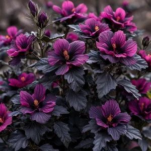 Гибискус Корал Чарм купить по цене от 271р. в интернет-магазине «Посадика» с доставкой почтой в в Красное Селое и по всей России – [изображение №1].