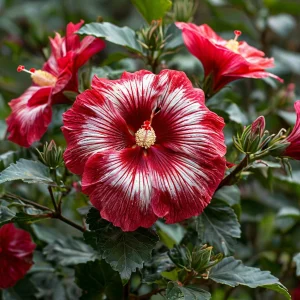 Гибискус Пурпл Мистик купить по цене от 360р. в интернет-магазине «Посадика» с доставкой почтой в в Красное Селое и по всей России – [изображение №1].