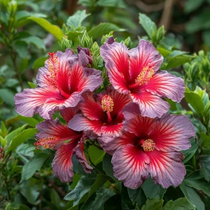 Гибискус Кримсон Флейм купить по цене от 479р. в интернет-магазине «Посадика» с доставкой почтой в в Красное Селое и по всей России – [изображение №1].