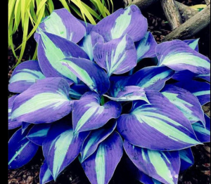 Хоста Аурелия купить по цене от 450р. в интернет-магазине «Посадика» с доставкой почтой в в Красное Селое и по всей России – [изображение №1].